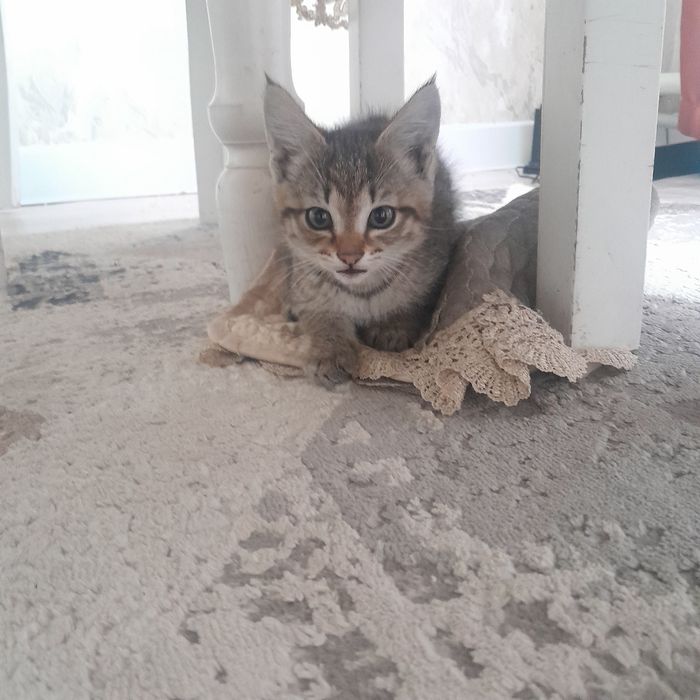 Отдам котят в хорошие руки