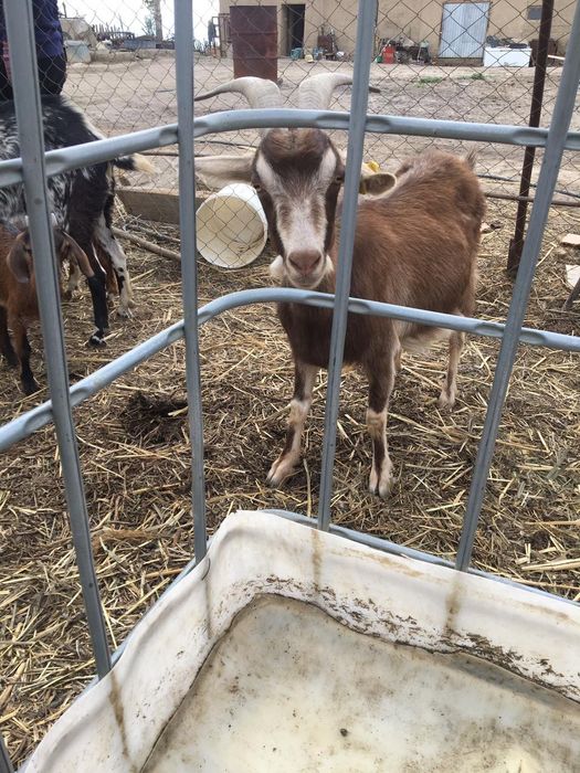 Ешкі сатылады. 100000 т