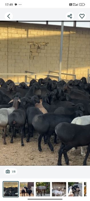 Qassob xizmati sog'lom dashda boqilga qoyla kilosiga 140 somda