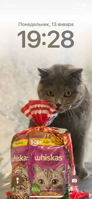 Кошка хароши Nora