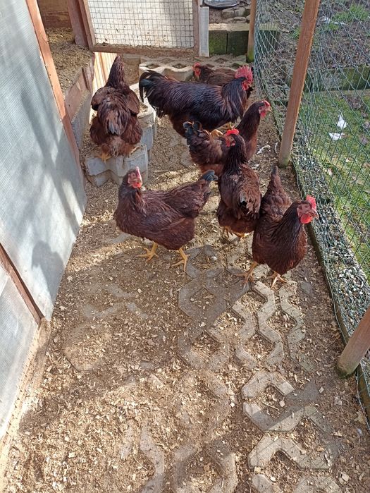 Разплодни/оплодени яйца