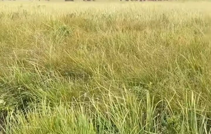 Zomin Tumani Jayilmada Uchaska Sotiladi