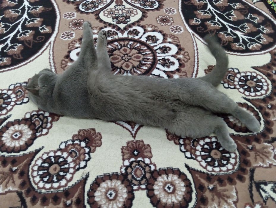 Vyazkaga Britan (toza qon)