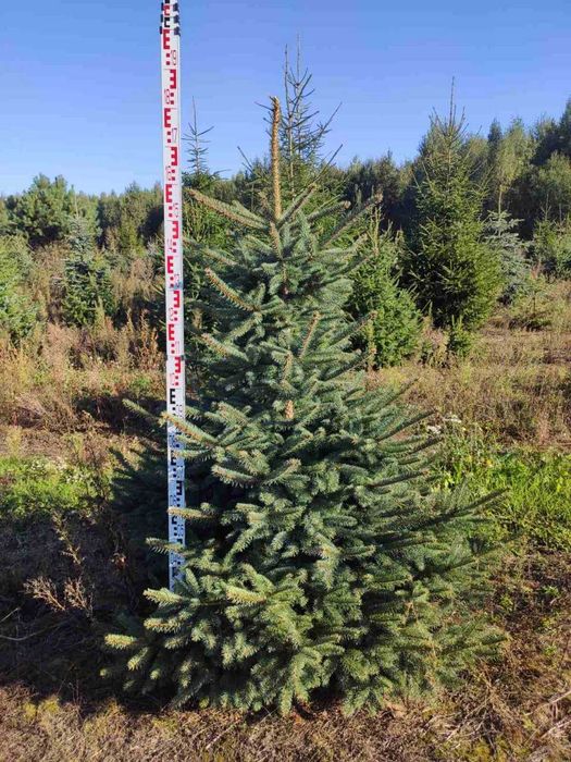 Ели туи из России