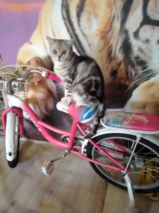 Новый велосипед детский для девочки