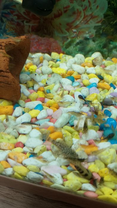 Охлюви Хелена и бебета сом анциструс