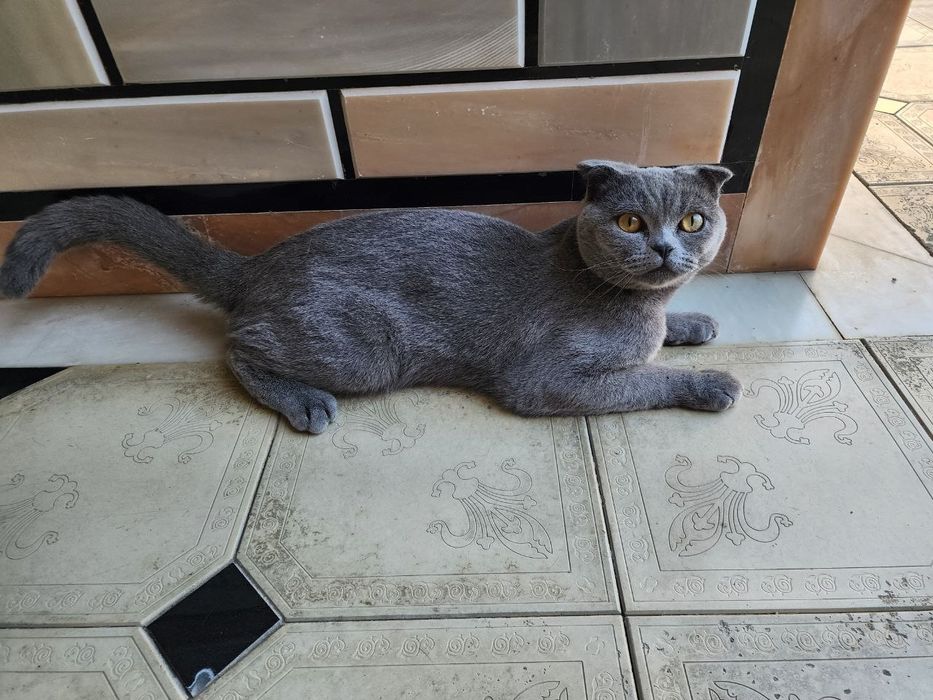 Scottish fold erkak mushuk sotiladi