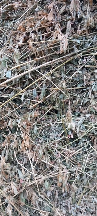 Vand baloti lucerna,  infoliati