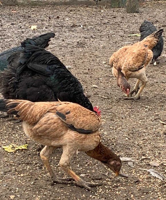 Продам молодых курочек даканих