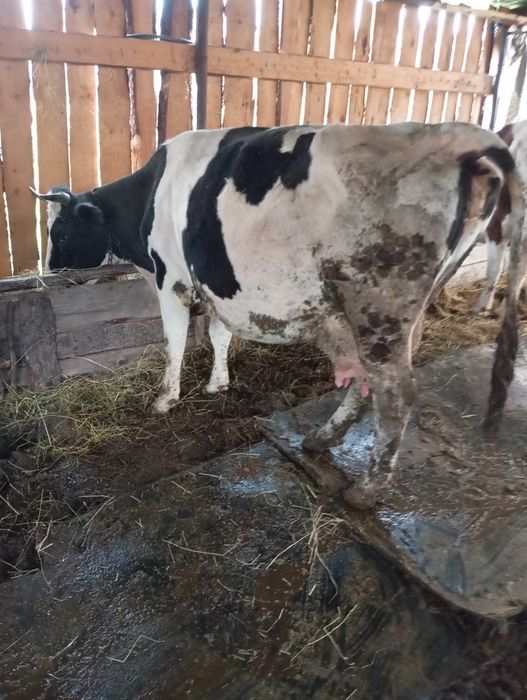 De vânzare trei vacii gestante