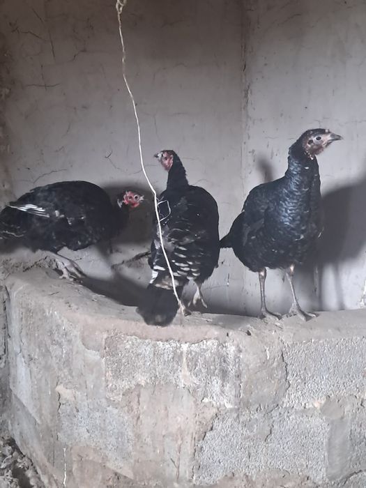 Түйетауық(үндік)