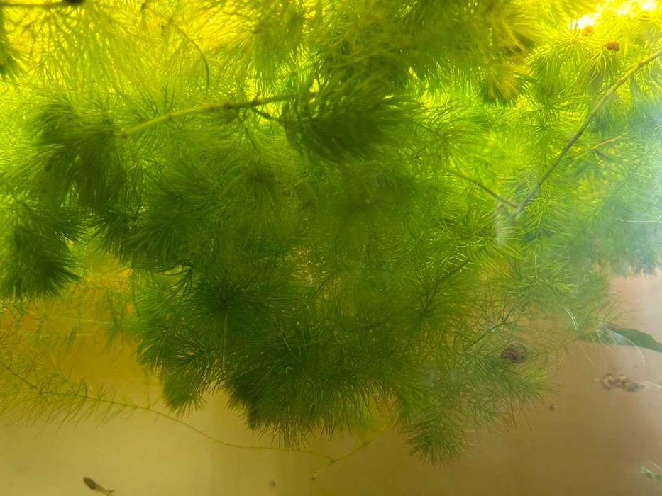 Гупи, растения за аквариум