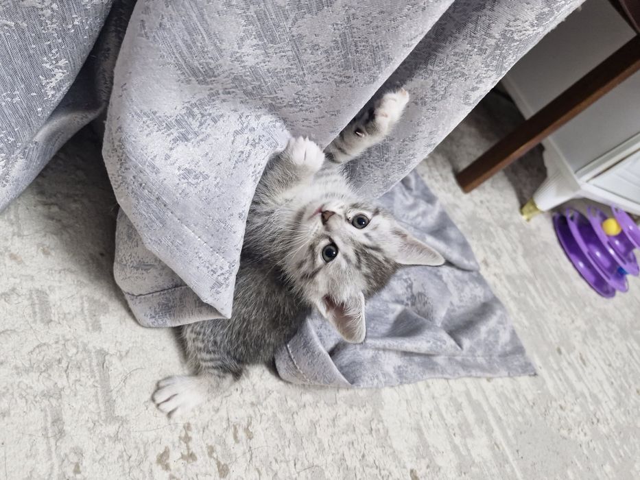 Продаю котенка 1 месяц