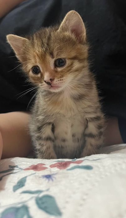 Отдам котят бесплатно