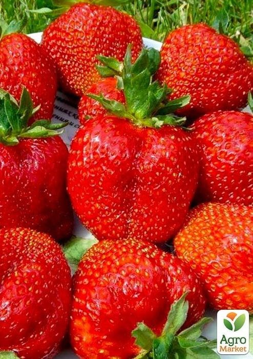 Разсад Ягоди сорт Клери