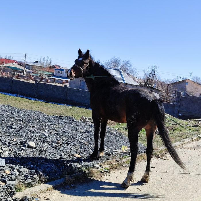 Құнан таза қанды