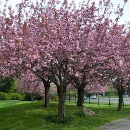 Cires Japonez Royal Burgundy