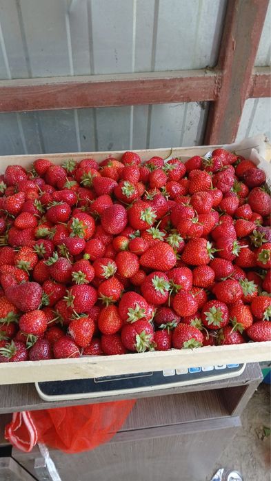 Клубника с поля вкусная