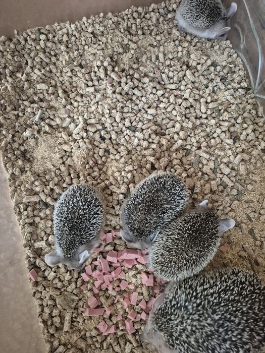 Продам Ушастых ёжиков.