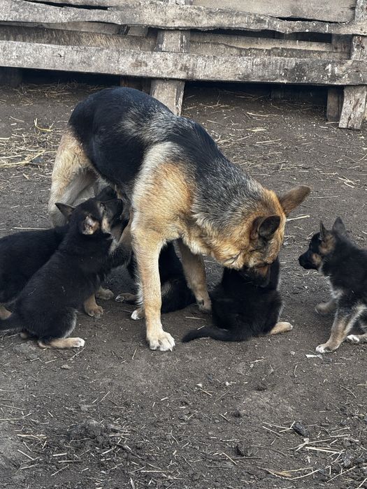 Продам щенков немецкой овчарки