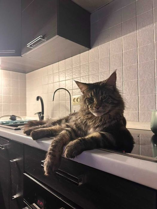 Котята Мейн Куны - смесь