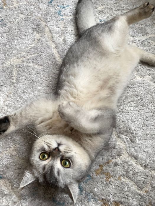 Продам котенка серебристая шиншилла скоттиш-страйт