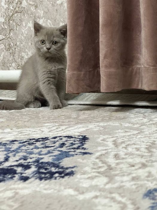 Очаровательные котята ищут дом