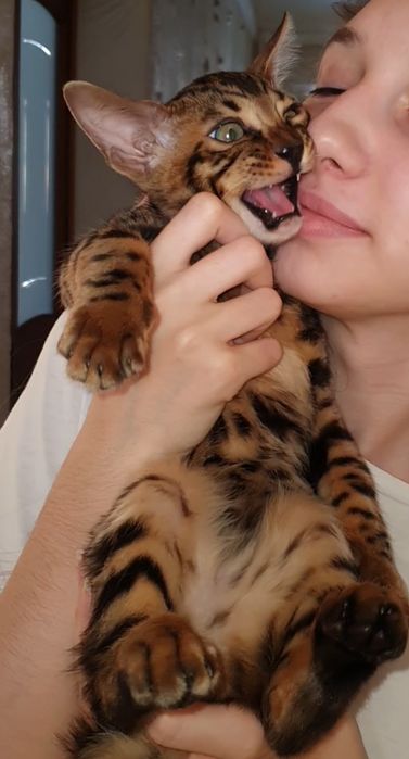 Бенгальские котята