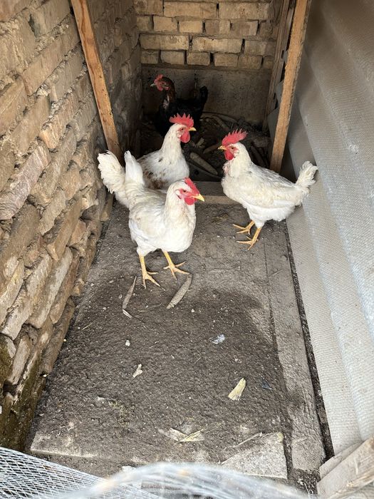 Horozla sotila tovulani bosvoti