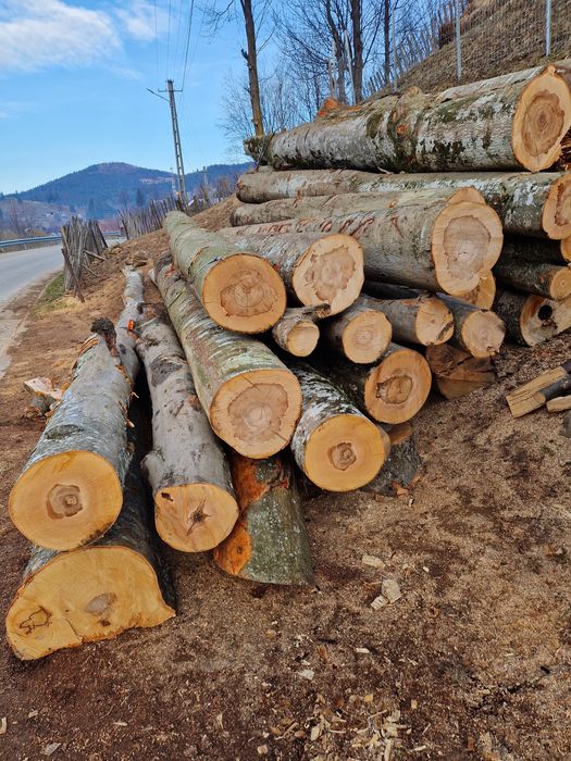 Lemne de foc fag esenta tare