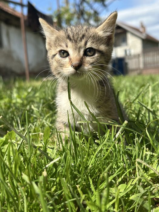 Donez pui de pisică 6 saptamani