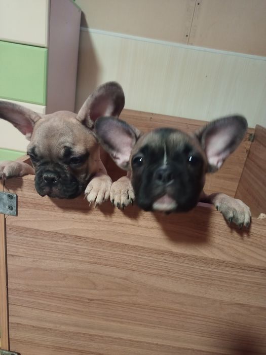 Французские булочки