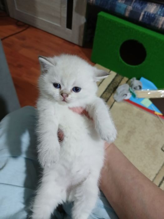 Продаю  блу поинт мальчика. дево⁰чку шиншила