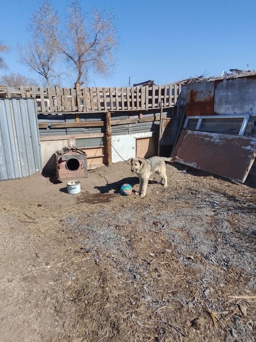 Отдам в хорошие руки