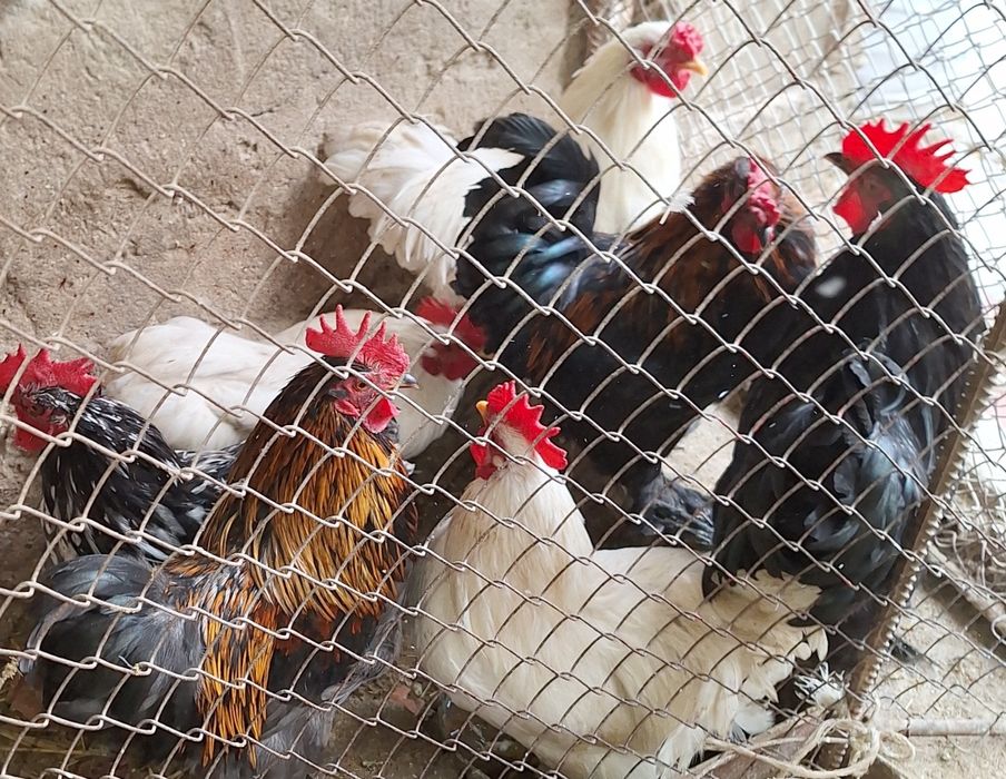 Декоративные куры