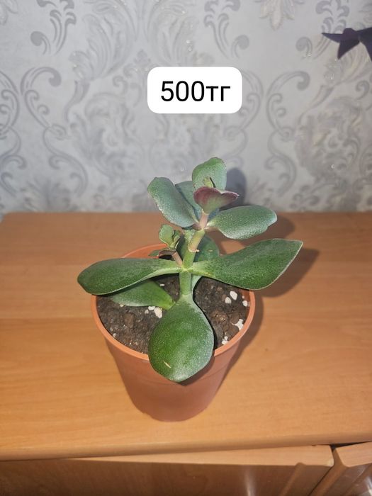 Продам комнатные цветы