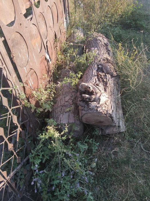 ореховое дерево для благородной мебели и посуды