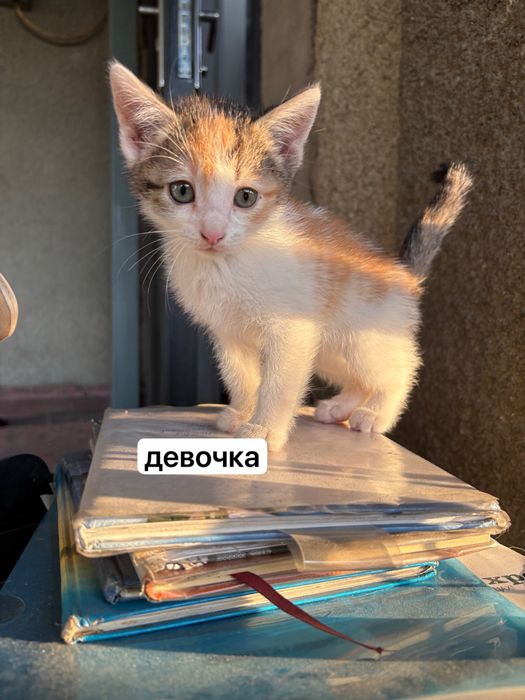 котята, в добрые руки