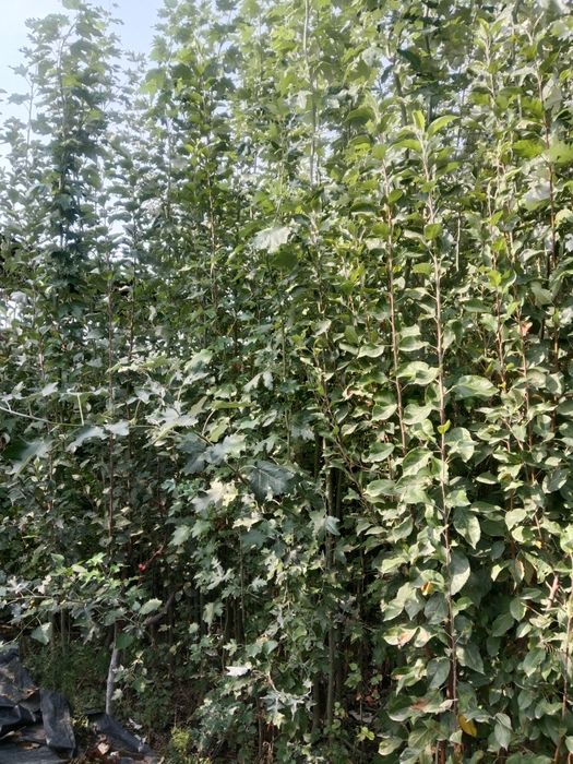 көк терек көшеті сатылады