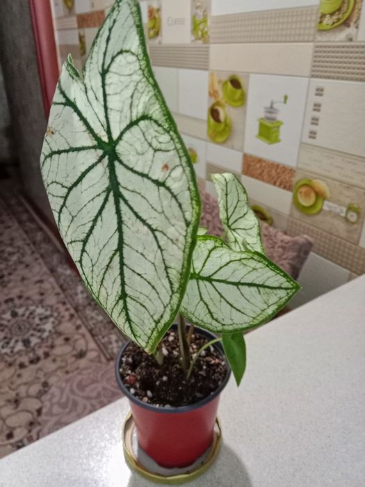 Каладиум цветок продам