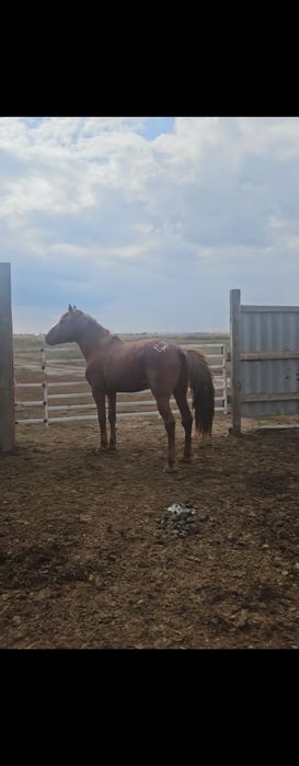 Айғыр  сатылады. Жорға