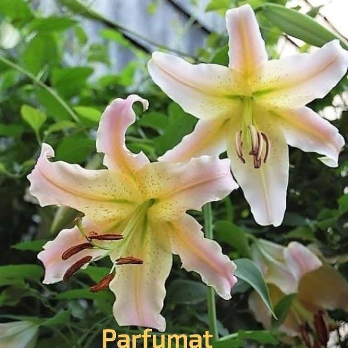 Bulbi de crini imperiali, parfumați