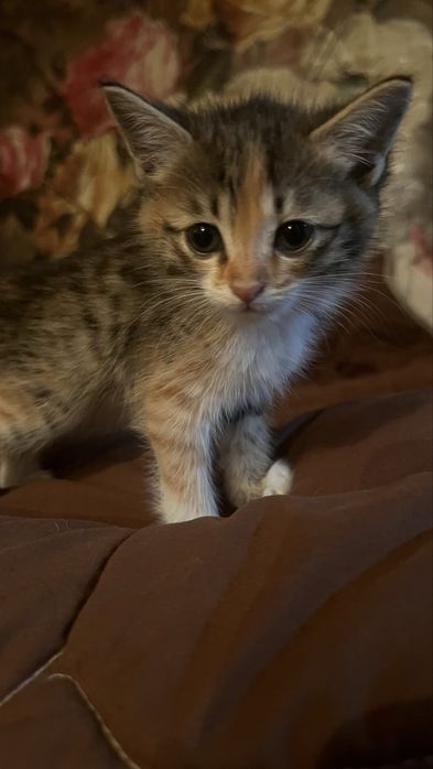 котята тайского кота