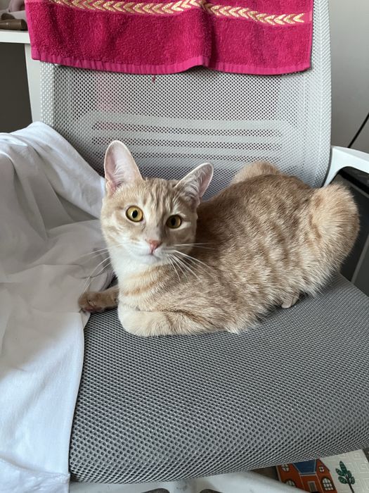 Рыжий кот, подросток