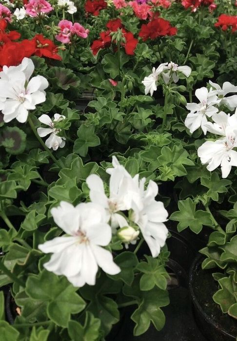 Сакъзче / каскадни мушката – висящи цветя балкон розов червен бял сакъз