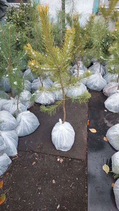 Продам саженцы сосна,ель,пихта,сирень