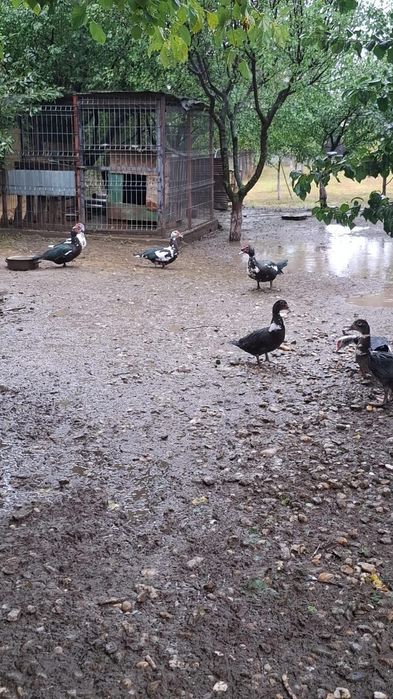 Vând 11 rațe mute printre care și rățoi .