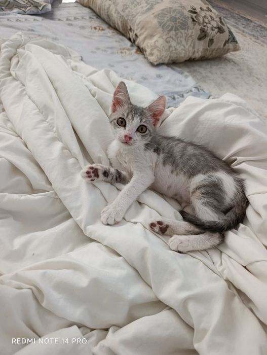 Котенок в добрые