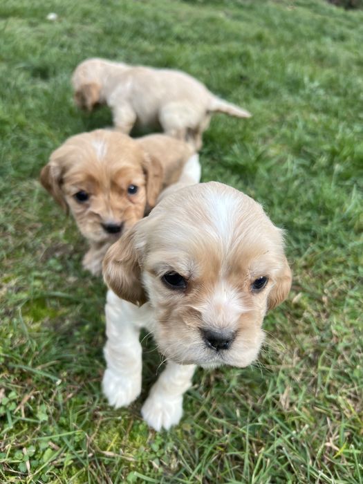 Кокер шпаньол