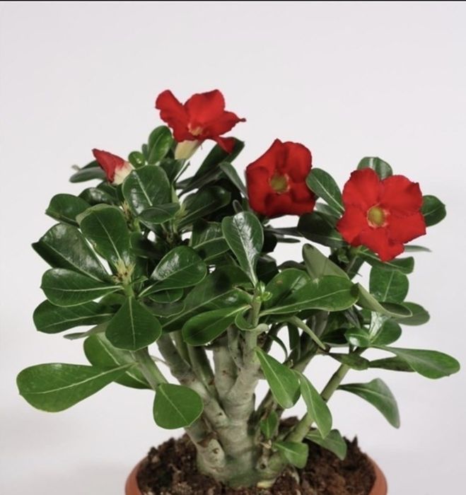 Адениум (роза пустыни) черенки